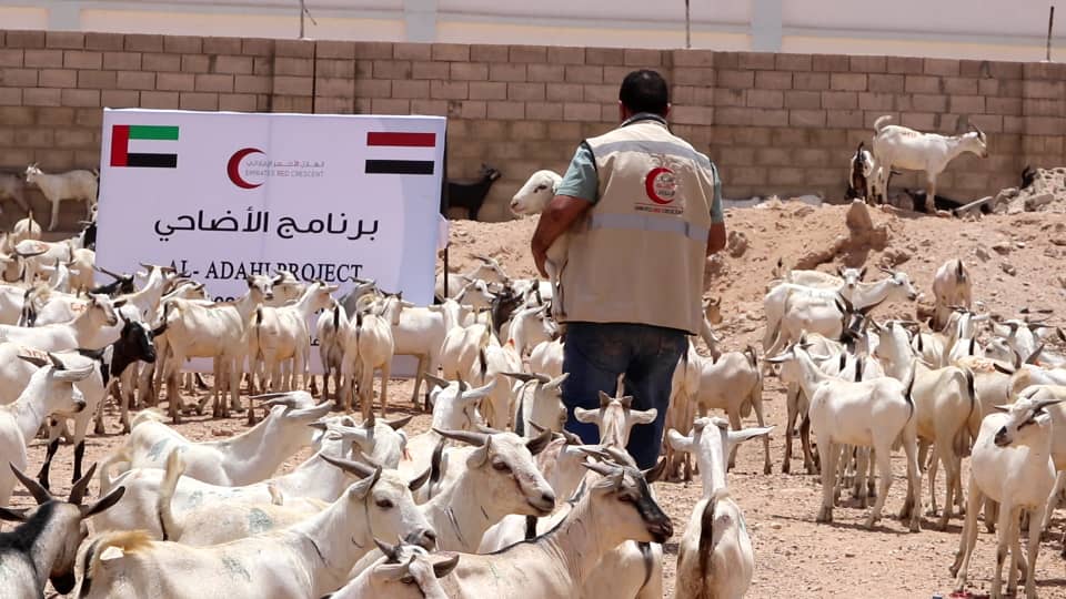 تستهدف 1612 أسرة .. هلال الإمارات يدشن برنامج الأضاحي في شبوة